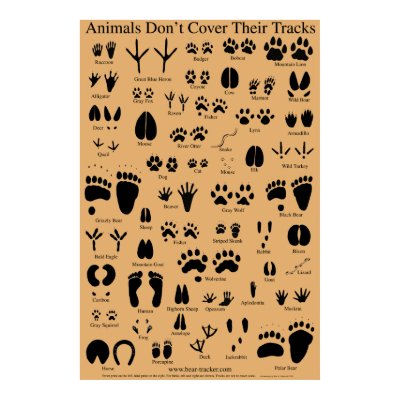 animal tracks poster by