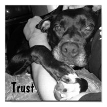 Animal Trust posters