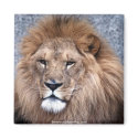 Animal Wild 1 magnets
