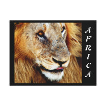 Animals Africa lion panthera leo Gallery Wrapped Canvas