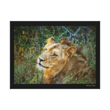 Animals Africa lion panthera leo Canvas Prints