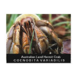 Animals: Australian Land Hermit Crab Post Card