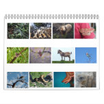 Animals big and small wall calendars
