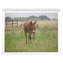 Animals Calander calendars