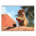 Animals Calender 13 Wall Calendars