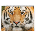 Animals Calender Wall Calendar