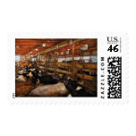 Animals - Cow - Checking out the Ladies Postage Stamp