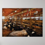 Animals - Cow - Checking out the Ladies Posters