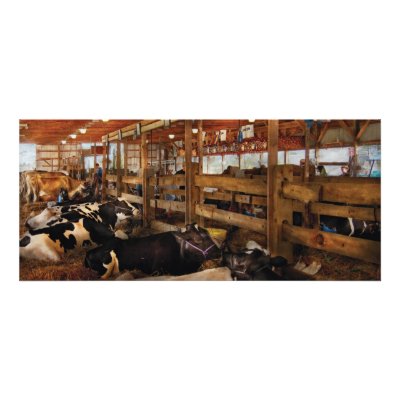 Animals - Cow - Checking out the Ladies Personalized Rack Card by suburbanscenes