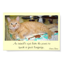 Animals' eyes speak a great language posters