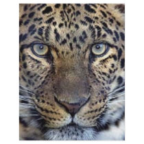 Animals in the Wild flyers by jeridenn Animals in the Wild flyers