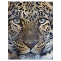 Animals in the Wild letterhead by jeridenn Animals in the Wild letterhead