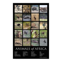 Animals of Africa posters