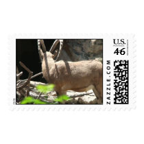 Animals postage