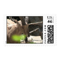 Animals postage