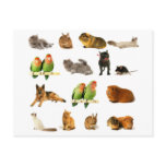 animals postcards