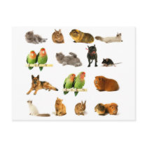 animals postcards
