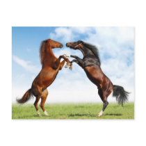 Animals postcards 18