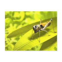 Animals postcards 34
