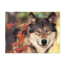 Animals postcards 36