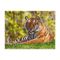 Animals postcards 37
