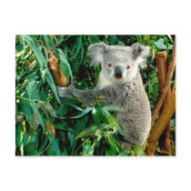 Animals postcards 38