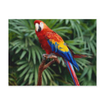 Animals postcards 41