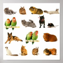 animals poster