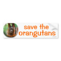 Animals : save the orangutan bumper stickers by Rebecca_Reeder Animals : save the orangutan bumper stickers