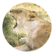 Animals Wild 1 stickers