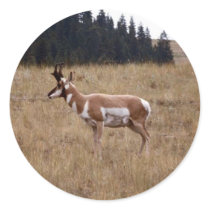 Animals Wild 1 stickers