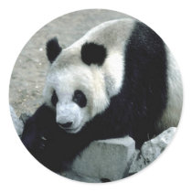 Animals Wild 1 stickers