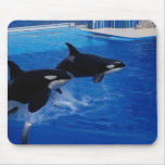 Animals Wild Dolphins Mouse Mat