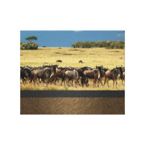 animals wildebeest migration Masai Mara Kenya