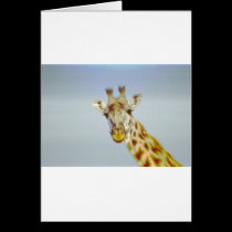 Animania cards