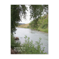 Animas River Post Card