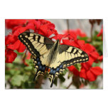 Anise Swallowtail Card