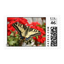 Anise Swallowtail Postage Stamp