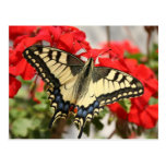 Anise Swallowtail Postcard