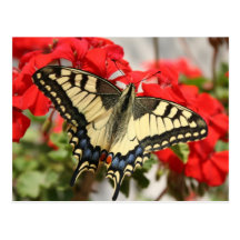 Anise Swallowtail Postcard