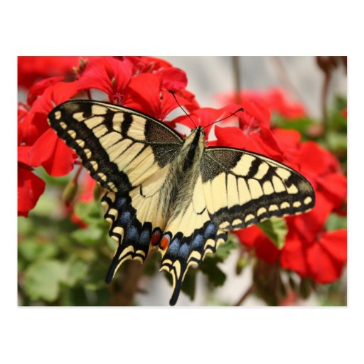 Anise Swallowtail Postcard