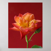 ANISSA'S DELITE PRINT