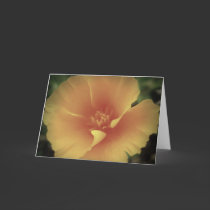 anitque poppy cards by stucker111 anitque poppy cards