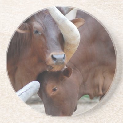 Ankole Cattle Coaster by smilodonart