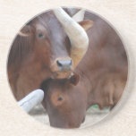Ankole Cattle Coaster
