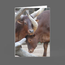 Ankole Cattle Greeting Card cards