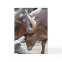 Ankole Cattle Greeting Card