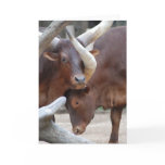 Ankole Cattle Greeting Card