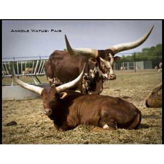 Ankole Watusi Pair postcard