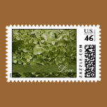 Annabelle Hydrangea Love Wedding Postage Stamps